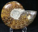 Cleoniceras Ammonite Fossil - Madagascar #20502-1
